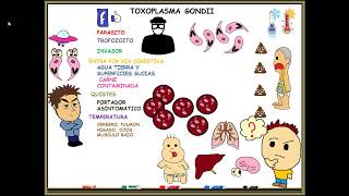 Toxoplasmosis toxoplasma gondii [upl. by Ahsieyt]