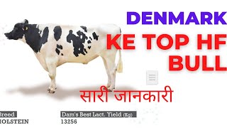 डेनमार्क के top hf bull❗ full detail [upl. by Erdua407]