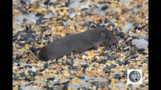 Cri de la grande musaraigneSound of the Northern Shorttailed Shrew [upl. by Aztiraj731]