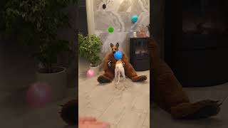 Dogs squeaking toys reverse video [upl. by Hrutkay]