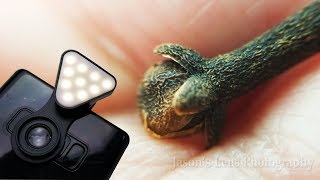 Incredible Macro Lens for 8  Samsung Galaxy Note 8 Plus  Miniso review [upl. by Chemesh]