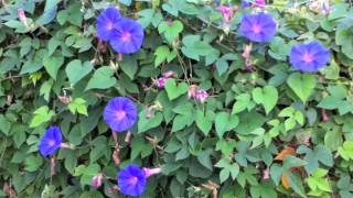 Ipomoea indica  Blue Dawn Flower Morning Glory [upl. by Udela]