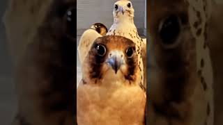 Falcon 🦅💯 video in house 🏠 thats Birds are different species of peregrine Falcon [upl. by Fritz291]