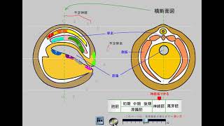 発生（カエル） Frog embryogenesis [upl. by Lennie534]