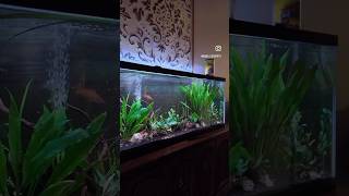 Tank maintenance done and added a few plants from aquariumcoop and a massive swordtail aquarium [upl. by Keel]