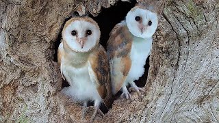 Adorable Barn Owl Pair Bring Up Their Chicks  Full Story  Gylfie amp Finn  Robert E Fuller [upl. by Oinimreh]