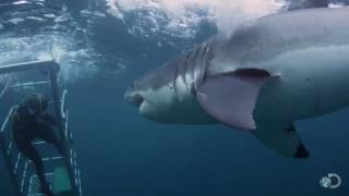 18Foot Shark Attacks Cage  Great White Serial Killer [upl. by Emrich897]