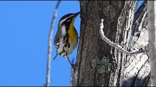 Paruline à gorge jaune cri  Yellowthroated Warbler call [upl. by Ynohtn142]