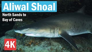 Aliwal Shoal 4K Scuba Diving  South Africa  05102024 [upl. by Dearborn]