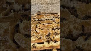 Bees on Frames UpClose Hive Life with the Calming Sound of Bees shorts beekeeping beesound [upl. by Ateekan]