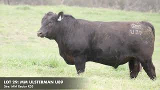 LOT 29 MILLAH MURRAH ULSTERMAN U89 [upl. by Ailet]