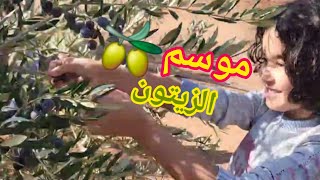 موسم الزيتون في الرحامنة🫒خدمة في زيتون😉 أخيييرا لعبة في الغيسالطين🤭 [upl. by Eggett827]