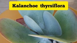 kalanchoe thyrsiflora cuidado y reproducción 💞💞 [upl. by Halford]