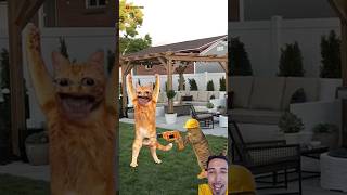 Kucing takut di sunat trendingshorts funny cat [upl. by Dyob]