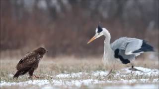 Grey heron fights common buzzard  czapla siwa i myszołów  Canon 400mm 56  Canon 7D  bird fight [upl. by Rehpotirhc]