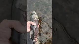 saprolegnia disease in wild trout after spawn 20quot bow [upl. by Nolak748]