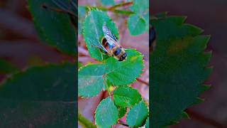 housefly and flower housefly flower shorts [upl. by Terrell]