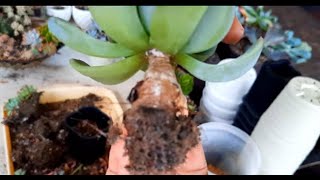 How do I treat mealy bugs in my succulents part 1 [upl. by Jacquelin]