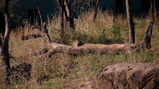 lepord in devaliya safari park gujarat wildlife sasangir india junagadh viralvideo [upl. by Korwin]