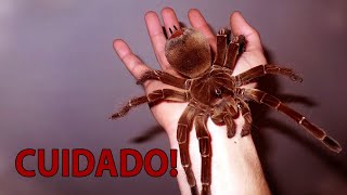 As 10 MAIORES Aranhas do Mundo [upl. by Semele]