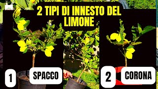 Innesto Limone [upl. by Etnomal818]