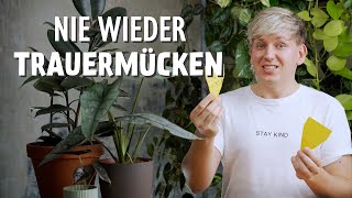 NIE wieder Trauermücken ❌ Die 3 BESTEN Methoden zur Behandlung von Trauermücken [upl. by Mindi]