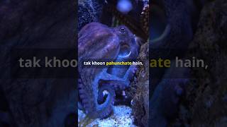 3 Octopus Facts That Will Blow Your Mind facts shorts octopus [upl. by Innej]