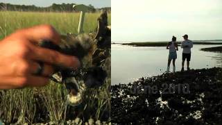 2010 Review of the Biogeographic Oyster Study On the Reef [upl. by Afrikah]