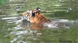 AmurTiger Ahimsa die Wasserratte im Zoo Duisburg [upl. by Muns555]