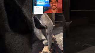 Giant anteater Wait for end😅😂 real anteater satisfying animals shortsfeed ytshorts reels [upl. by Morrill]