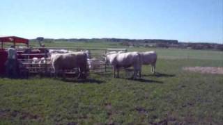 Putting Charolais cattle on pasture May 1st 2009 [upl. by Libenson783]