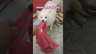 Daily struggle with puppy spitzdog dailydogvlog dogshorts dogvlogger doggo spitzlover fight [upl. by Mei]