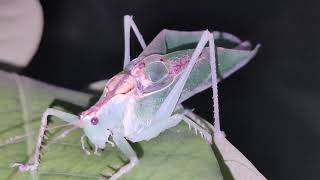 Bush crickets sounds  stridulation [upl. by Ydnarb25]