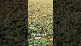 Desi Desi 🌾🌾song short status video [upl. by Tacklind]