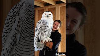 Holding a Stunning Snowy Ow 🦉 majestic owl shorts [upl. by Yoho]