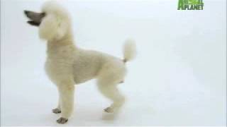 Dogs 101  Poodle [upl. by Hirst]