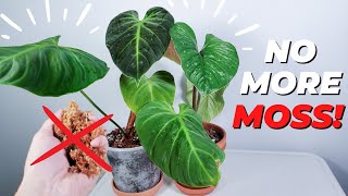 philodendron el choco red and plowmanii repotting moss removal [upl. by Canica680]