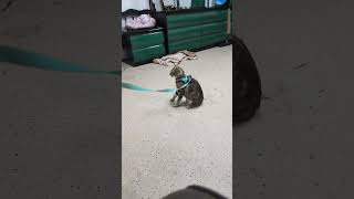 Im harness training my 2yearold cat and hes being so dramatic funny [upl. by Shing]