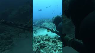 The Spearfishing Pros of Hawaii fishing spearfishing [upl. by Gneh]