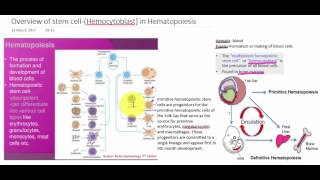 Overview of stem cellHemocytoblast in Haematopoisis [upl. by Aivad]