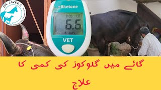 Severe Ketosishypoglycemialow Glucose level in cow diagnosis and treatmentdr javed khoso [upl. by Yensehc364]