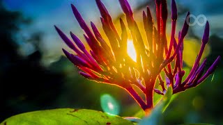 Morning Relaxing Music  Beautiful Nature And positive Energy Disley [upl. by Halliday]