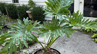 How to bring your houseplants indoors for winter season gardendesign pottedgarden indoorplants [upl. by Quackenbush822]