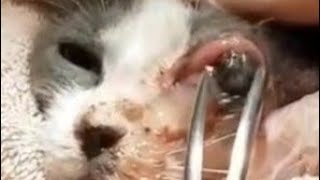 Cleaning Larvae from Cats Noses botflyremoval LarvaeRemoval WormRemoval [upl. by Ricardama]