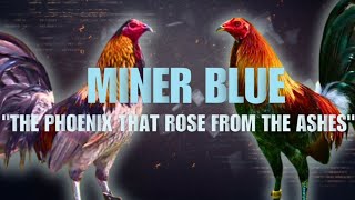 MINER BLUE GAMEFOWL BLOODLINE Fighting Style and History [upl. by Keeryt270]