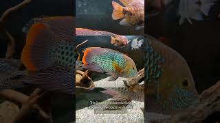 The Gold Saum Cichlid Andinoacara Rivulatus [upl. by Ordway]