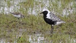 Black bellied Plover at Hillman [upl. by Erdnua]