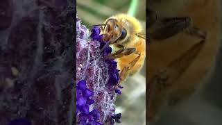 Honey Bee Collecting Nectar from Flowers 🌷 shorts [upl. by Iona]