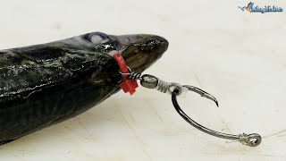 Traces  Garrick sliding live bait with a circle hook [upl. by Bethezel]