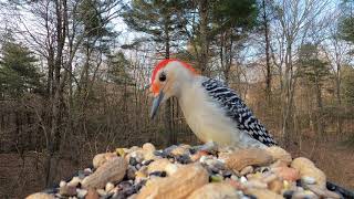 RedBellied Woodpecker call [upl. by Berna]